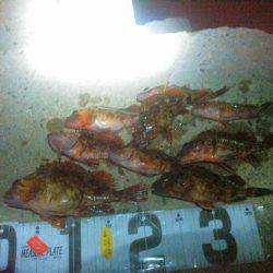 ガシラほーらん個体の巻